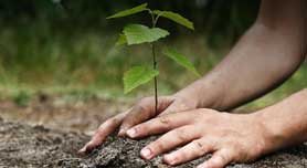 Environmental Responsibility